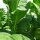 Burley Tobacco Bursanica (Nicotiana tabacum)