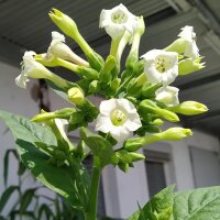 Oriental Tobacco Samsoun (Nicotiana tabacum) seeds