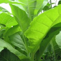 Kentucky Tobacco (Nicotiana tabacum) seeds