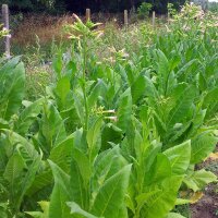 Tobacco Badischer Geudertheimer (Nicotiana tabacum) seeds