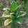 Tobacco Badischer Geudertheimer (Nicotiana tabacum) seeds