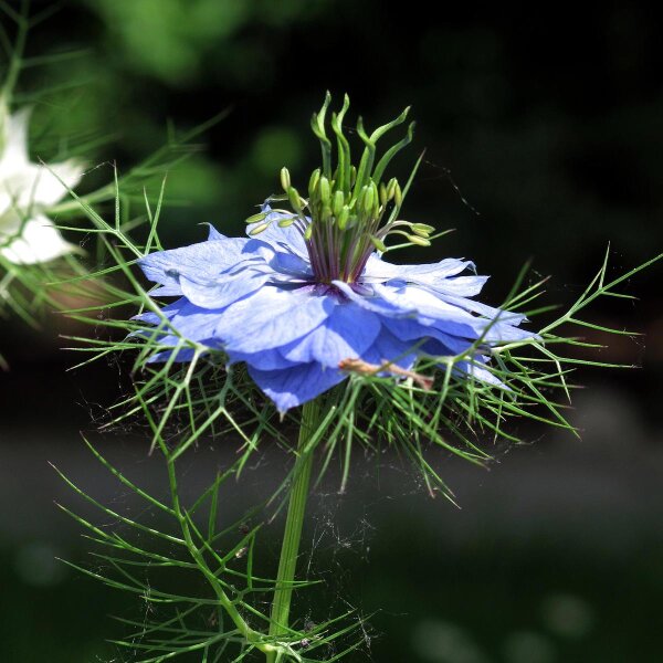 Love-In-A-Mist (Nigella damascena) seeds