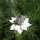 Love-In-A-Mist (Nigella damascena) seeds