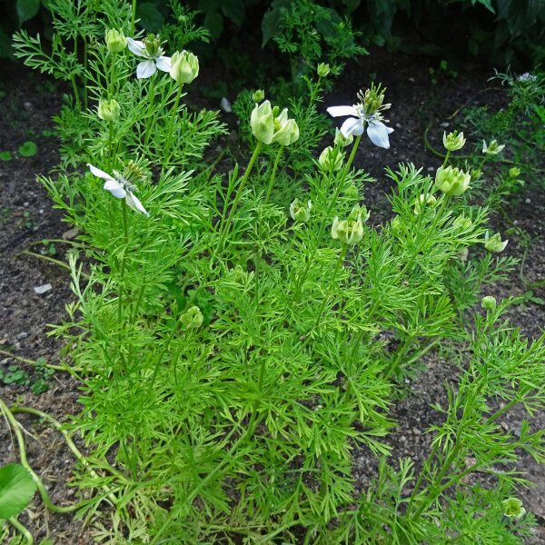 Black Cumin (Nigella sativa) seeds