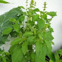 Lemon Basil / Hoary Basil (Ocimum americanum) seeds