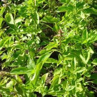Lemon Basil / Hoary Basil (Ocimum americanum) seeds