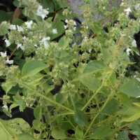 Lemon Basil / Hoary Basil (Ocimum americanum) seeds