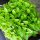 Lemon Basil / Hoary Basil (Ocimum americanum) seeds