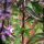 Thai Basil (Ocimum basilicum) seeds
