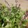 Anise Basil (Ocimum basilicum) seeds
