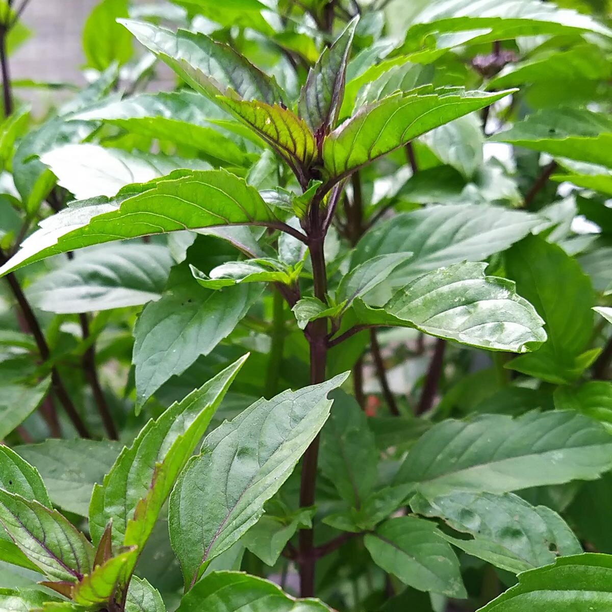 Mexican Basil (Ocimum basilicum)