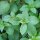 Mexican Basil (Ocimum basilicum) seeds