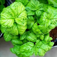 Lettuce Leaf Basil (Ocimum basilicum) seeds