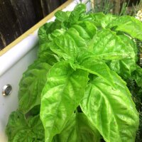 Lettuce Leaf Basil (Ocimum basilicum) seeds