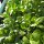 Lettuce Leaf Basil (Ocimum basilicum) seeds