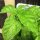 Lettuce Leaf Basil (Ocimum basilicum) seeds