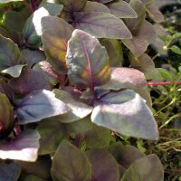 Purple Basil (Ocimum basilicum) seeds