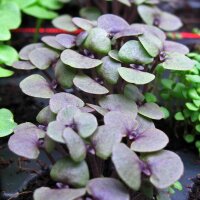 Purple Basil (Ocimum basilicum)
