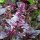 Purple Basil (Ocimum basilicum) seeds