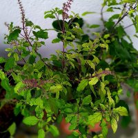 Tulsi / Holy basil (Ocimum sanctum syn. tenuiflorum)