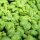 Sweet Basil Genovese (Ocimum basilicum) seeds