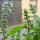 Sweet Basil Genovese (Ocimum basilicum) seeds