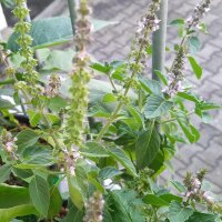 Wild Basil (Ocimum canum) seeds