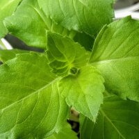 Wild Basil (Ocimum canum) seeds