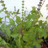 Wild Basil (Ocimum canum) seeds