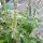 Wild Basil (Ocimum canum) seeds