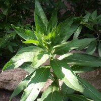 Evening Primrose (Oenothera biennis) seeds