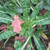 Evening Primrose (Oenothera biennis) seeds