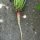Evening Primrose (Oenothera biennis) seeds