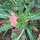 Evening Primrose (Oenothera biennis) seeds