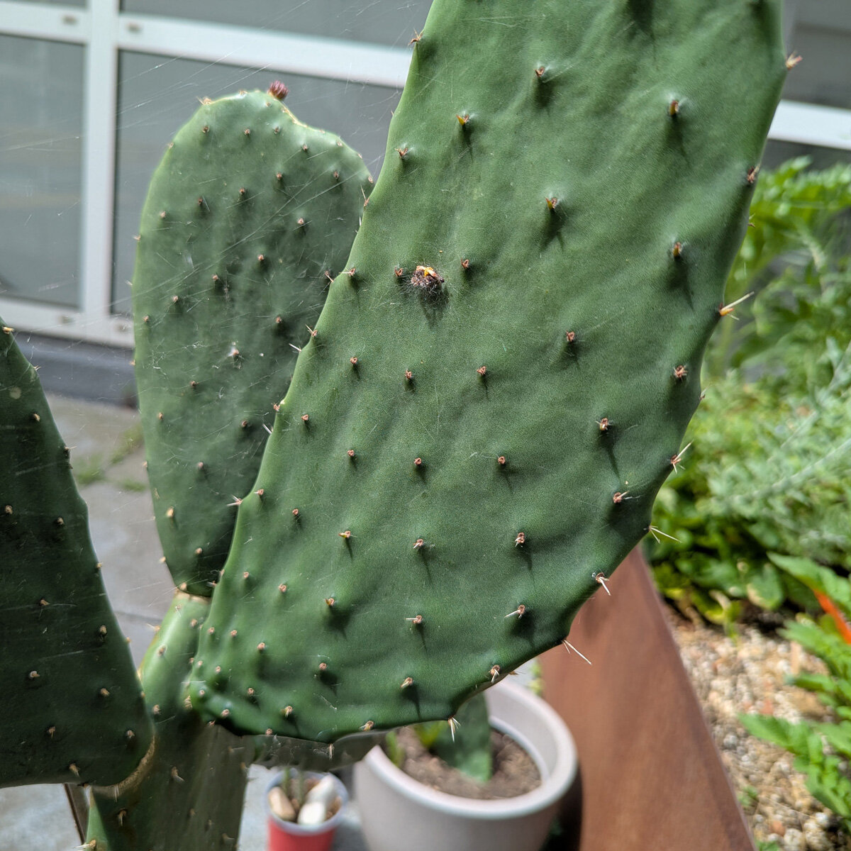 Prickly Pear (Opuntia ficus-indica) seeds