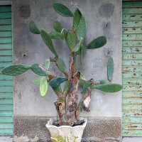 Prickly Pear (Opuntia ficus-indica) seeds