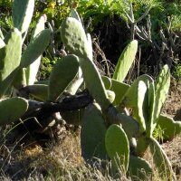 Prickly Pear (Opuntia ficus-indica) seeds