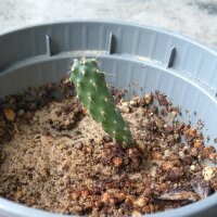 Prickly Pear (Opuntia ficus-indica) seeds