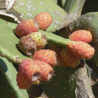 Prickly Pear (Opuntia ficus-indica) seeds