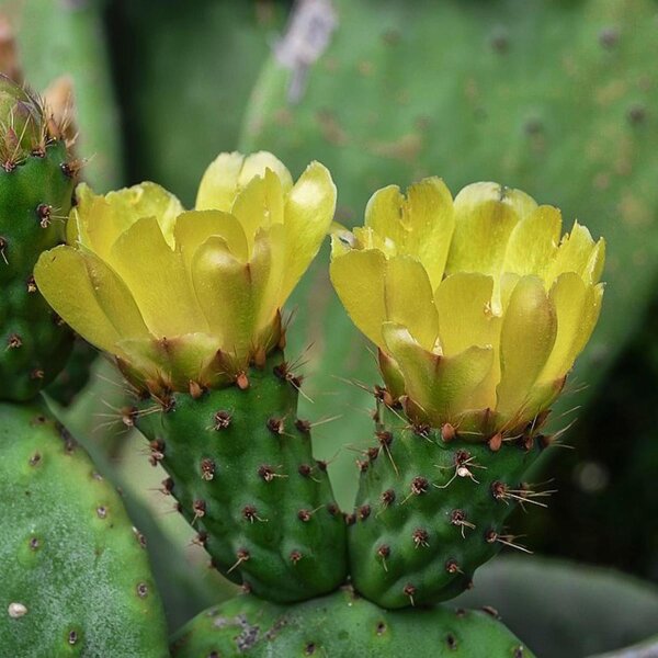 Winterharter Feigenkaktus Samen  Opuntia phaeacantha