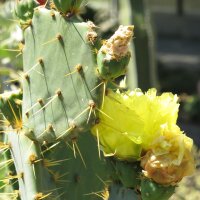 Indian Fig Cactus (Opuntia phaeacantha) seeds