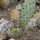 Indian Fig Cactus (Opuntia phaeacantha) seeds