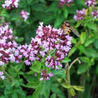 Oregano (Origanum vulgare) seeds