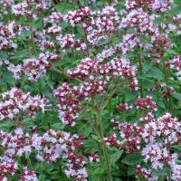 Oregano (Origanum vulgare) seeds