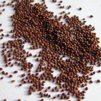 Oregano (Origanum vulgare) seeds