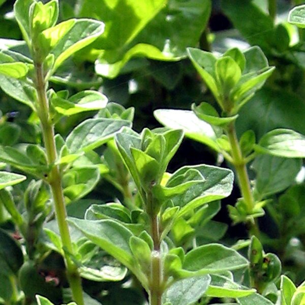 Sweet Marjoram (Origanum majorana) seeds