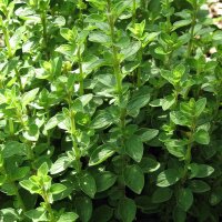 Sweet Marjoram (Origanum majorana) seeds