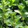 Sweet Marjoram (Origanum majorana) seeds