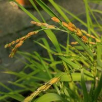 Rice Arborio Bianco (Oryza sativa) seeds