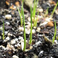 Rice Arborio Bianco (Oryza sativa) seeds